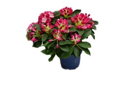 Rododendron de gradina roz - Hortinno (Rhododendron )