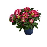 Rododendron de gradina roz - Hortinno (Rhododendron )